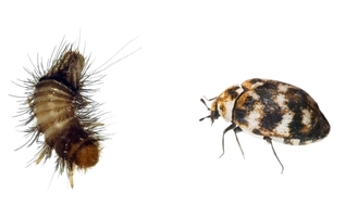 carpet beetles